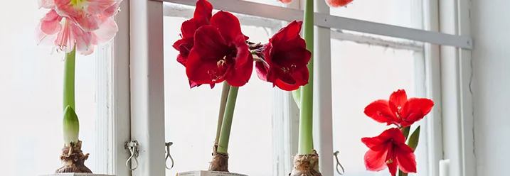 Blühende Rittersterne am Fenster